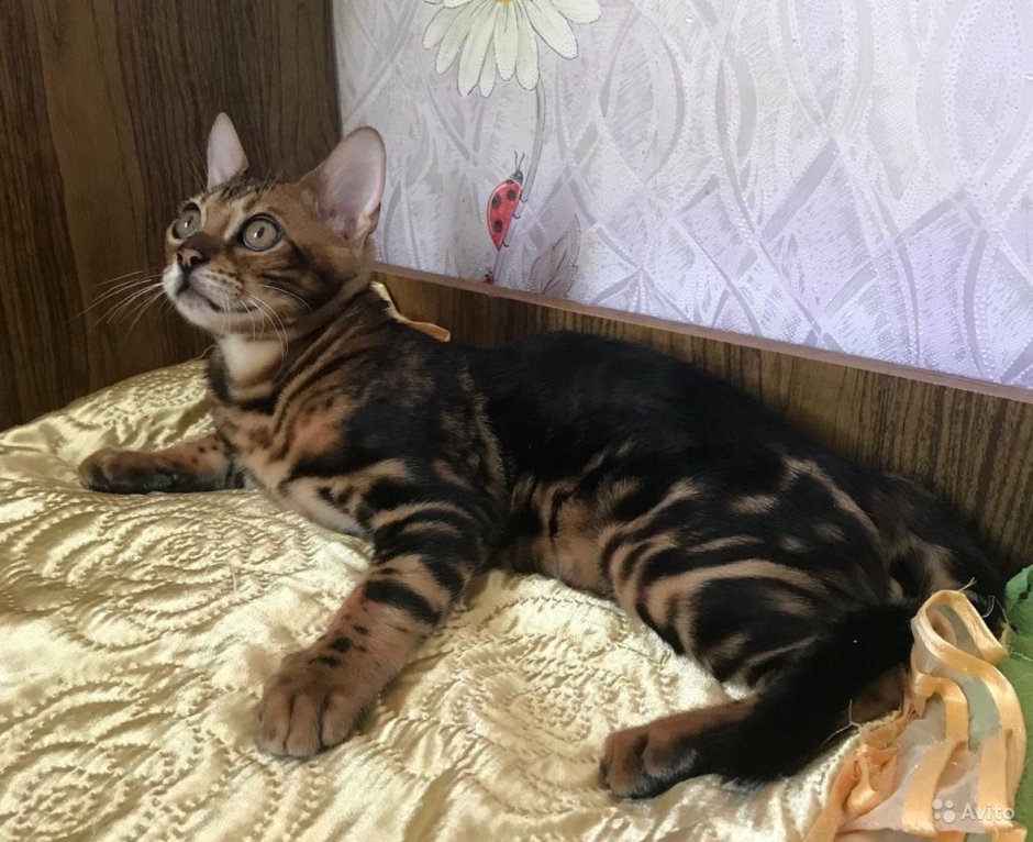 Бенгальская кошка Браун Марбл