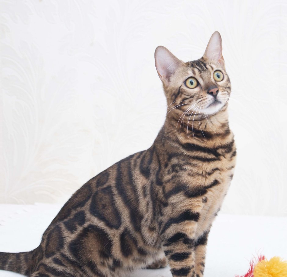 Бенгал мраморный Браун табби