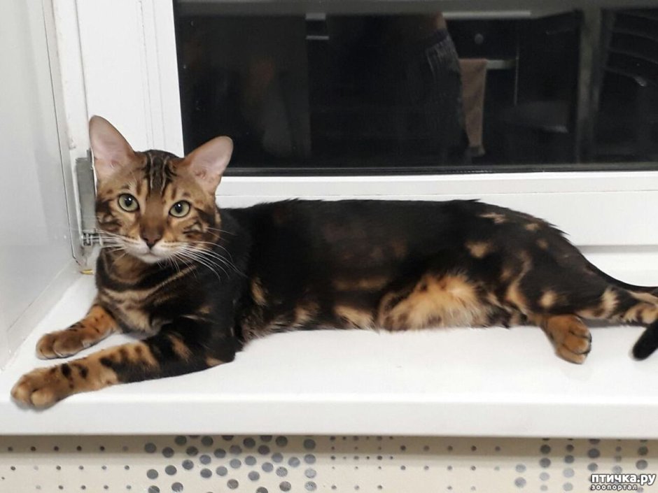 Бенгальский кот Блю тебби
