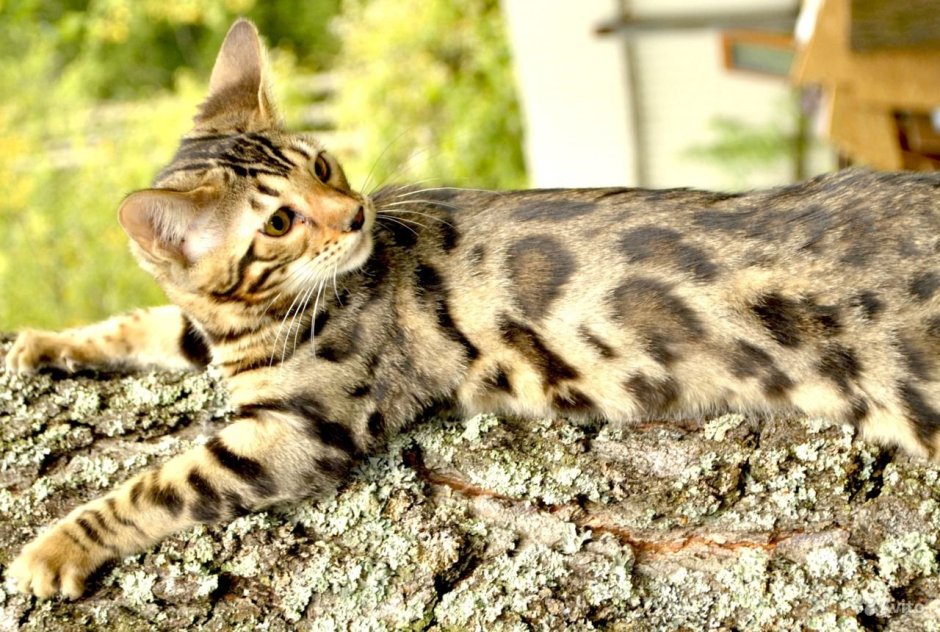 Блю тебби Бенгальская кошка