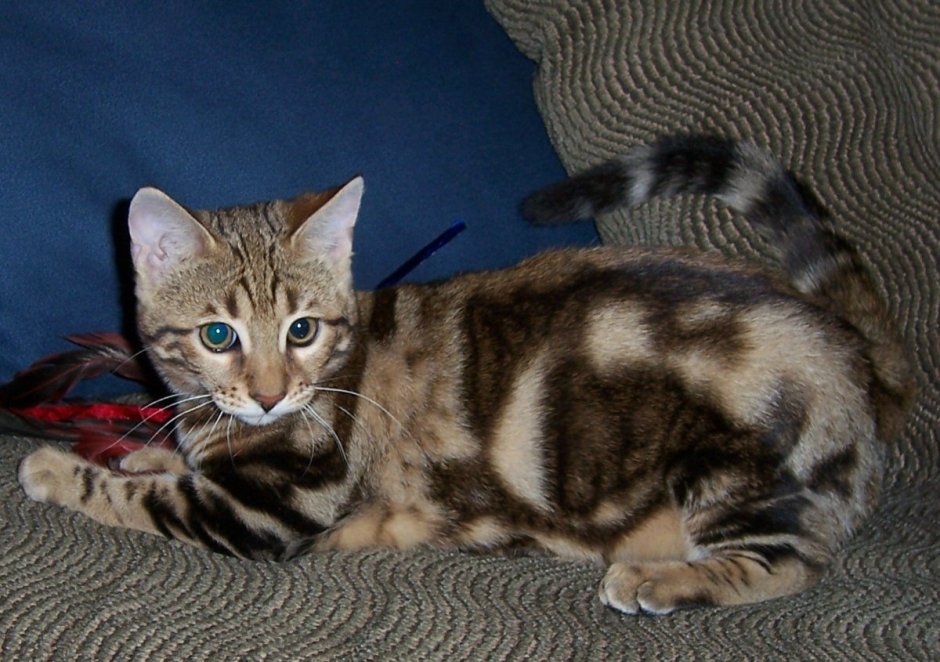 Бенгальская кошка
