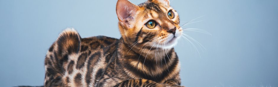 Бенгальская кошка мраморная