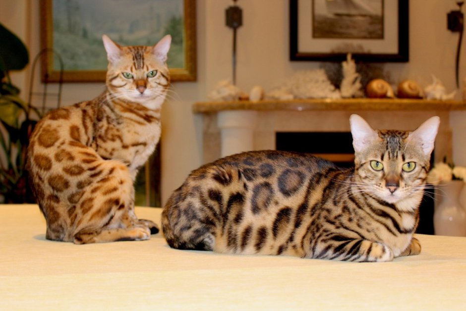 Браун Марбл бенгалы