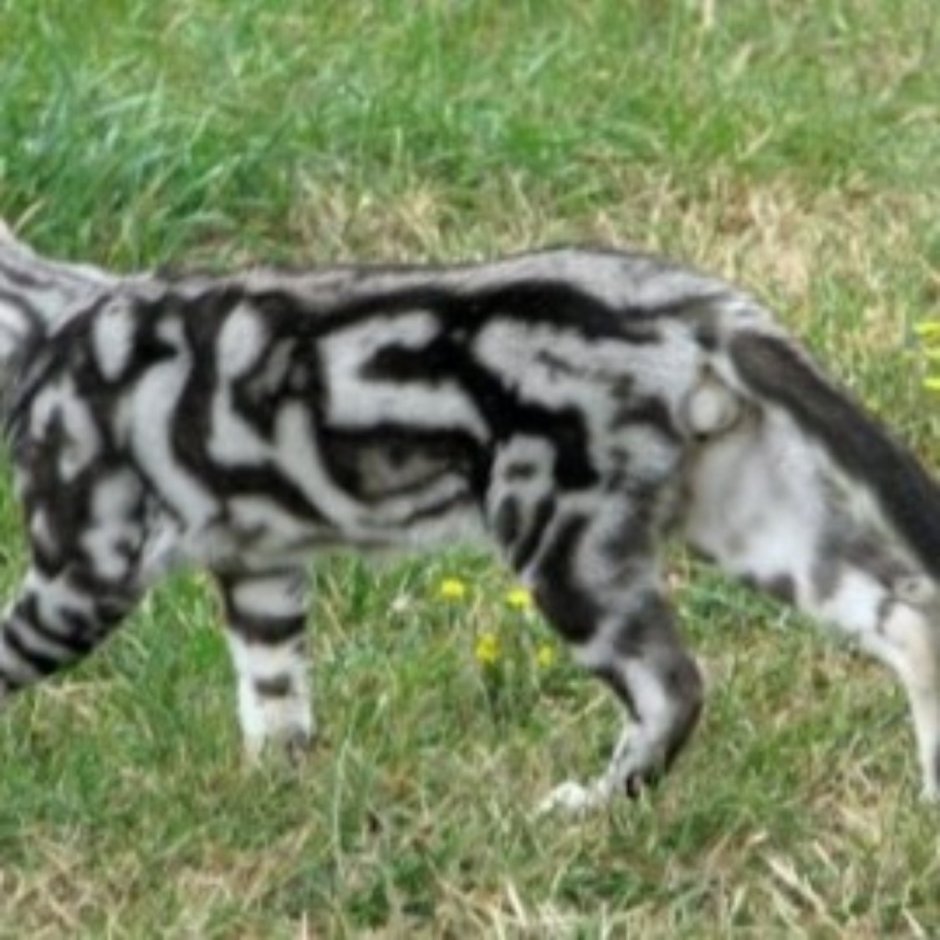 Мраморный бенгальский кот