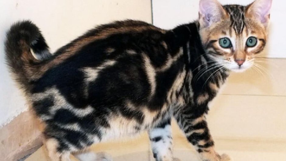 Блю табби Бенгальская кошка