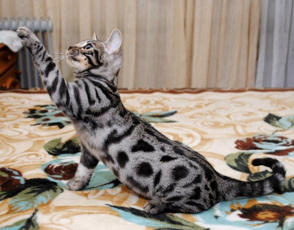 Бенгальская кошка Марбл