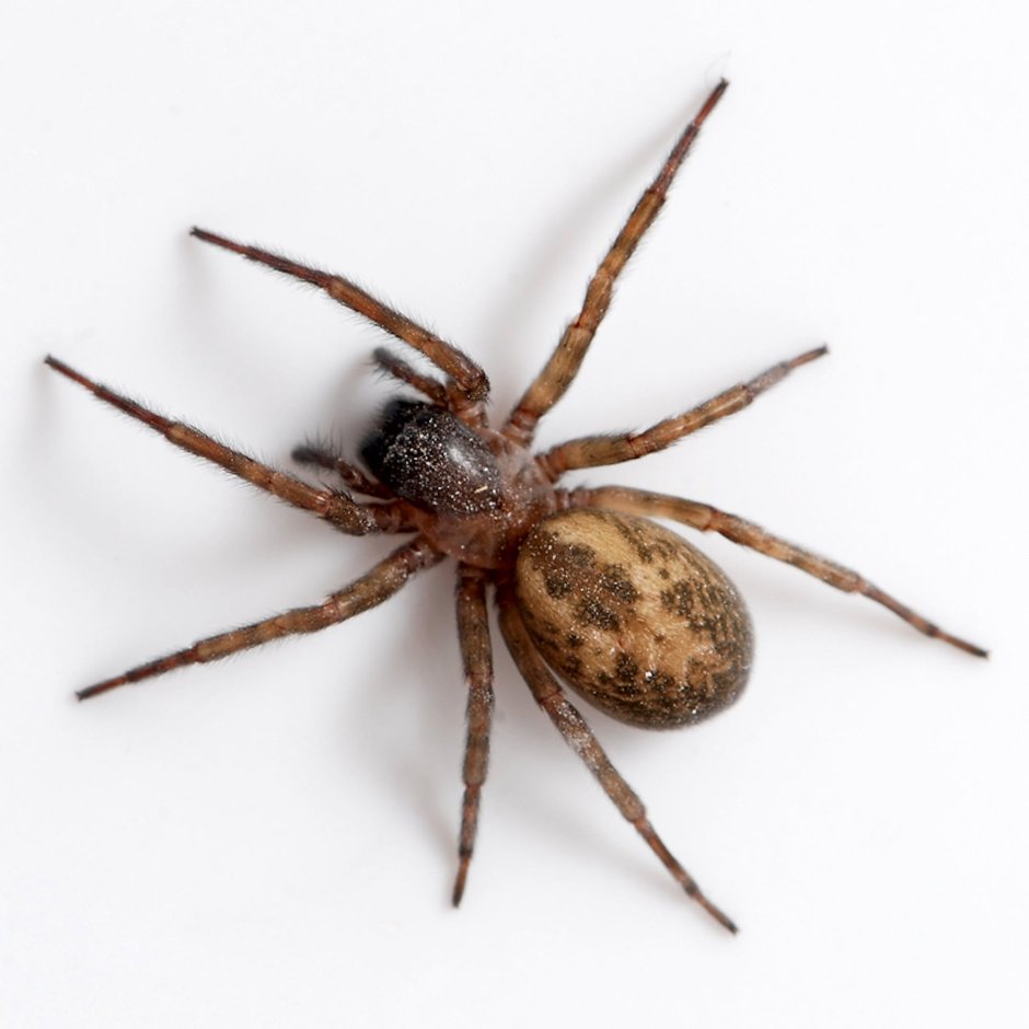 Amaurobius erberi