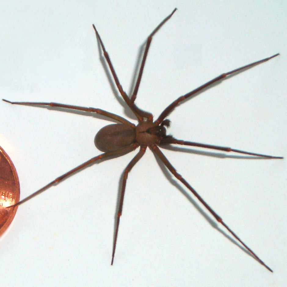 Аранеоморфные пауки Loxosceles reclusa