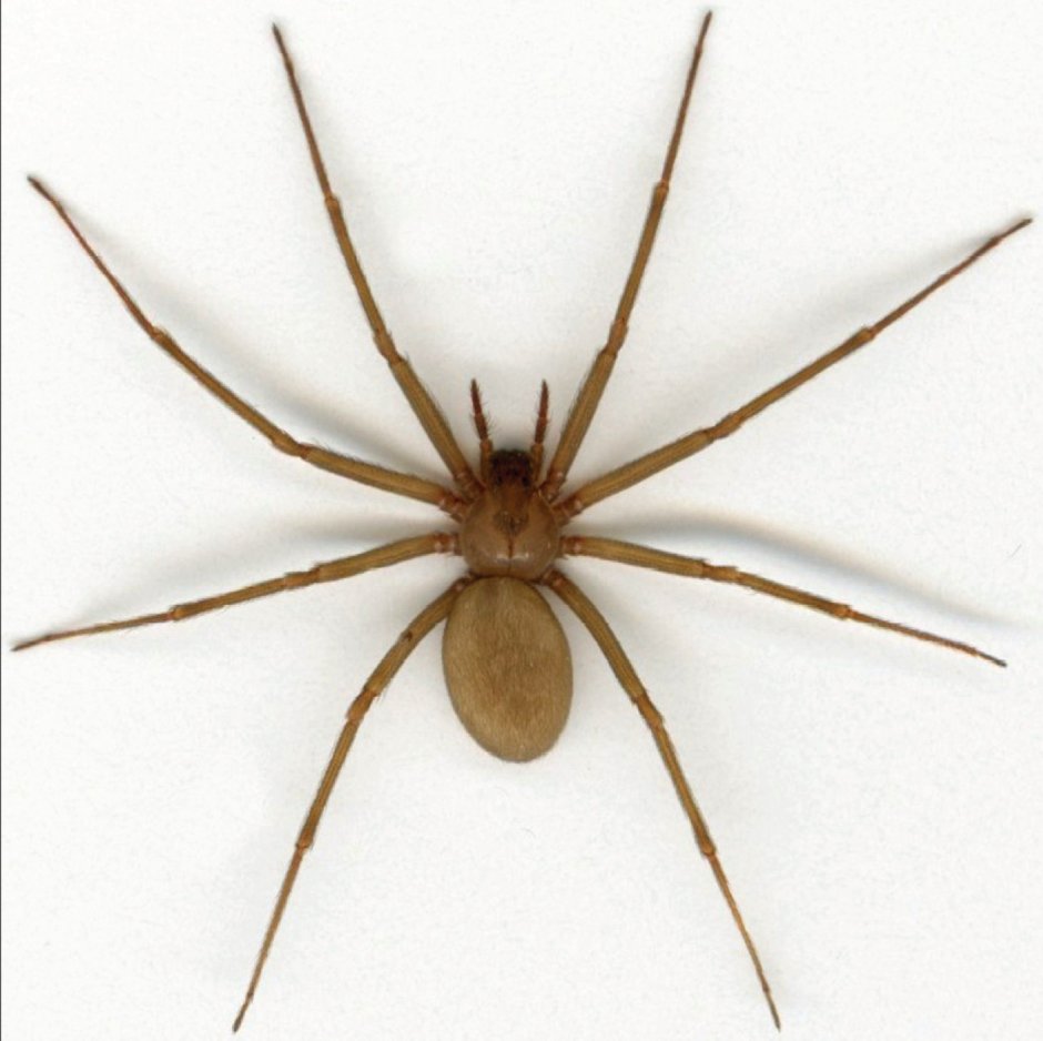 Brown Recluse паук