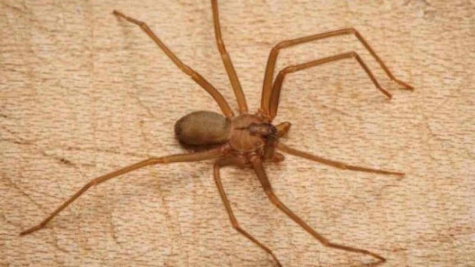 Паук Loxosceles reclusa