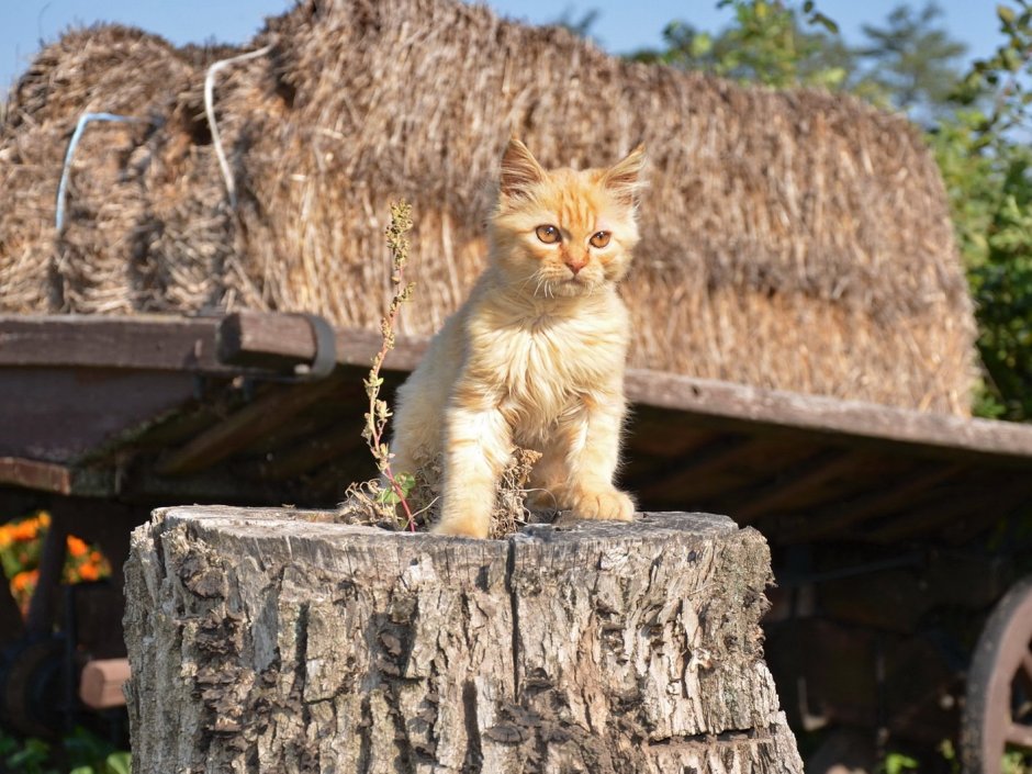 Коты осенью в деревне