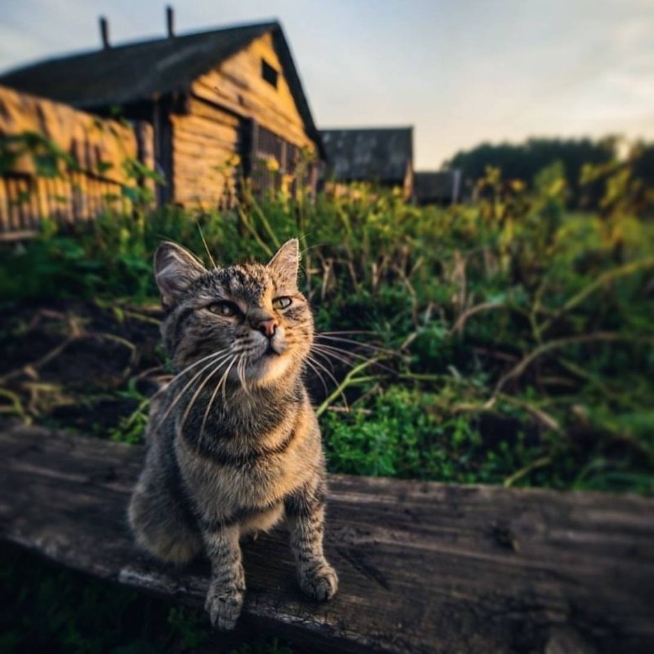 Деревенская кошка