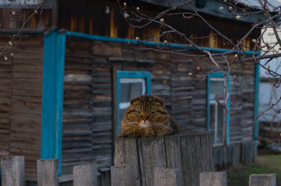 Сельский кот