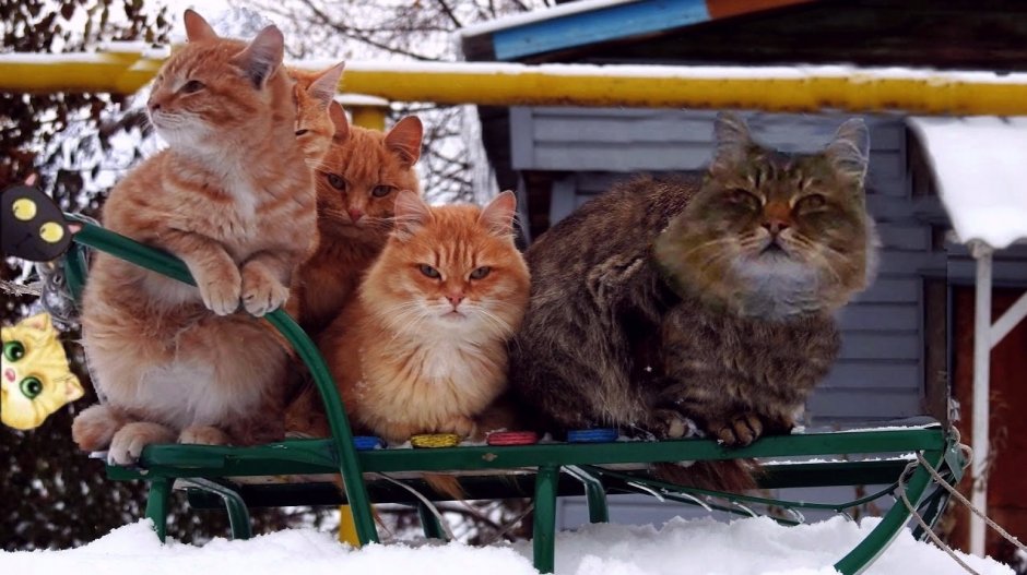 Сибирские кошки в деревне
