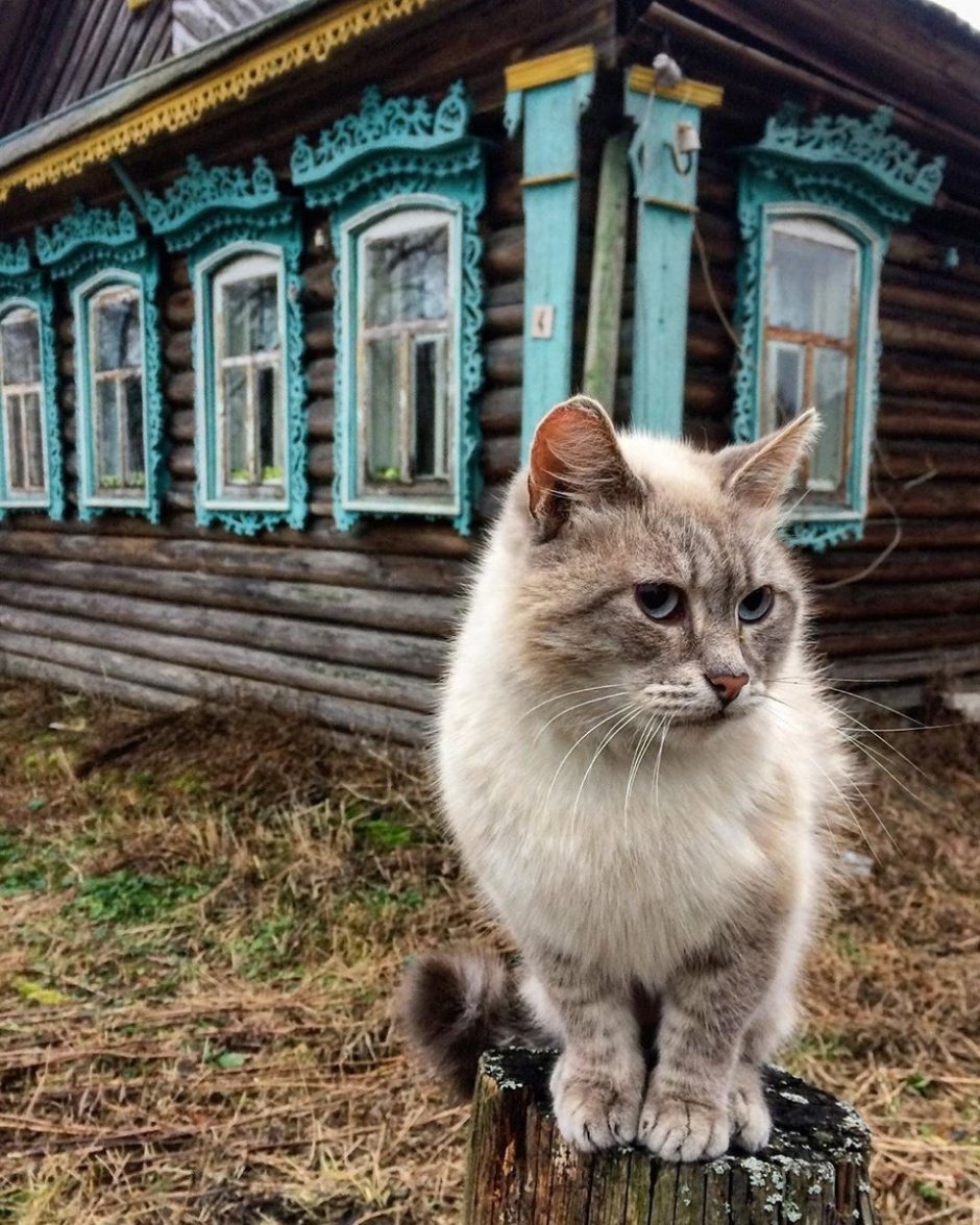 Пысково Борисоглебский район