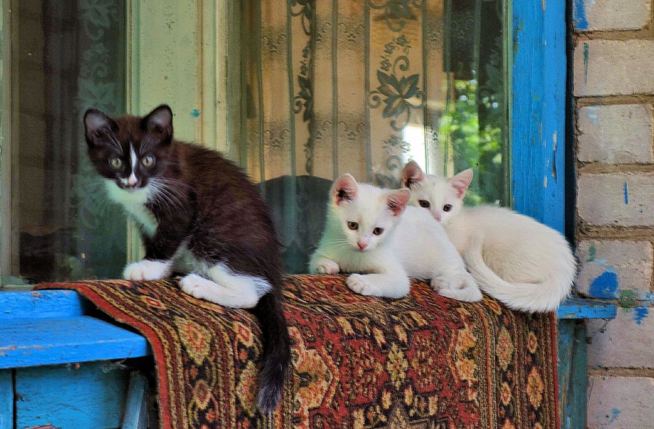 Кошка в деревне