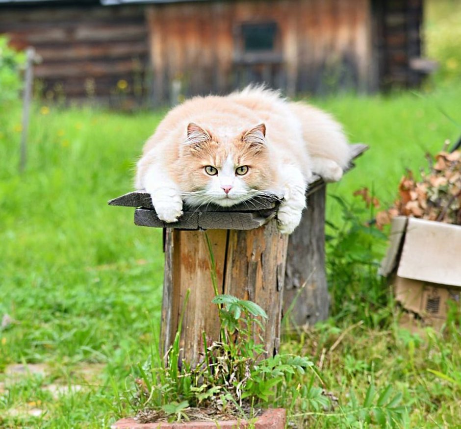 Деревенский красивый кот