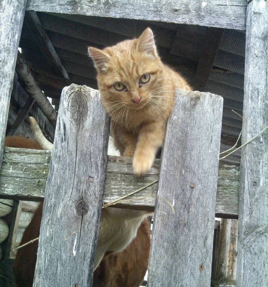 Деревенский кот