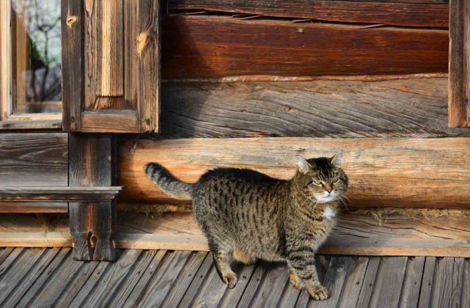 Кошка в деревне