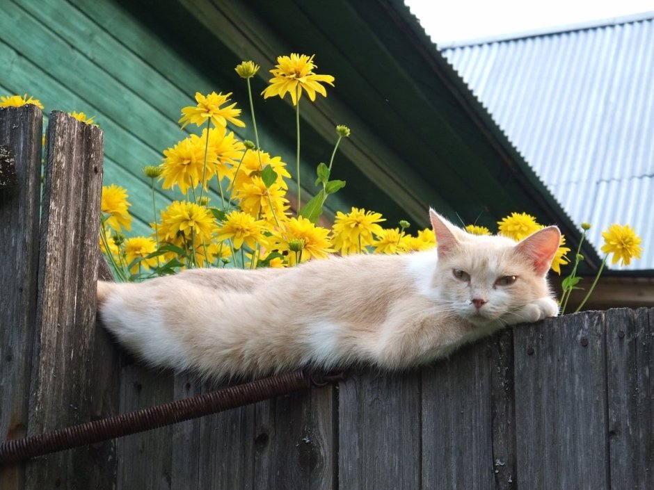 Деревенский кот