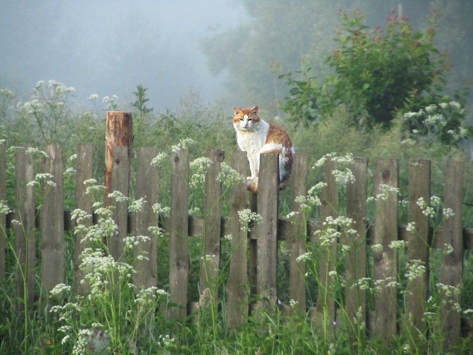 Кошка на заборе в деревне