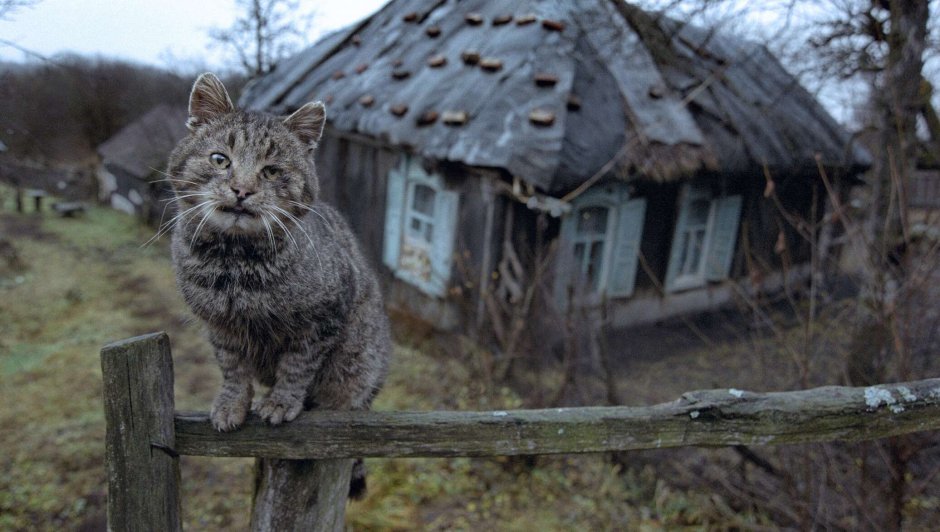 Кот в деревне