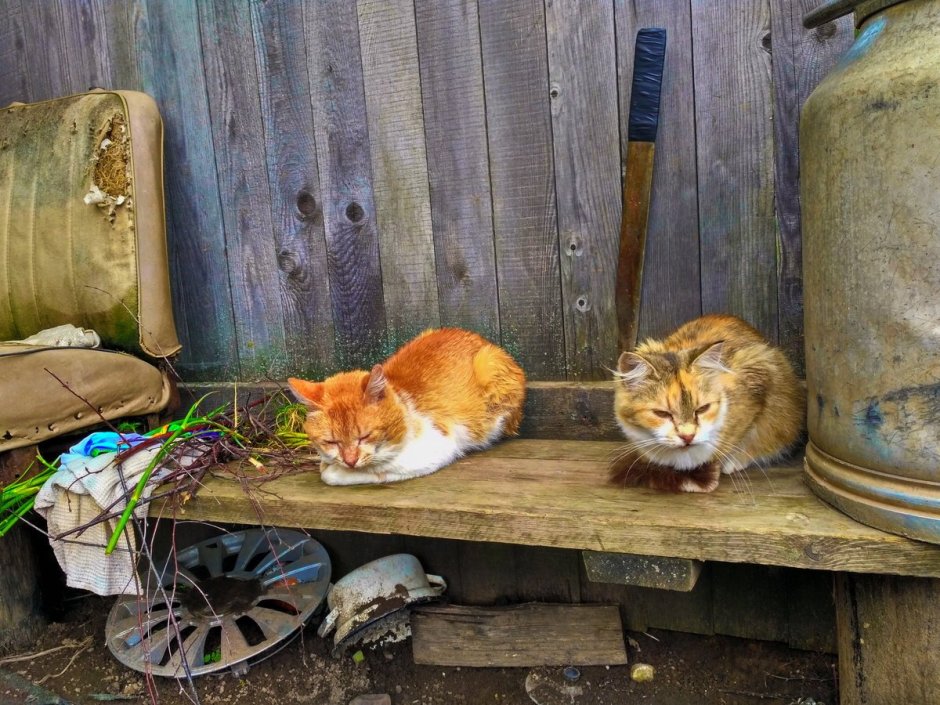 Котейки в деревне