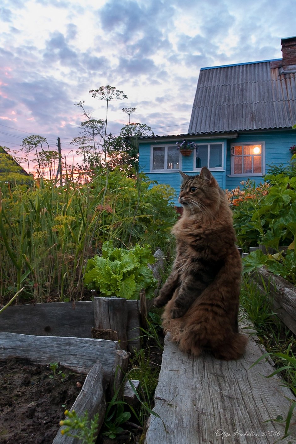 Деревенская кошка