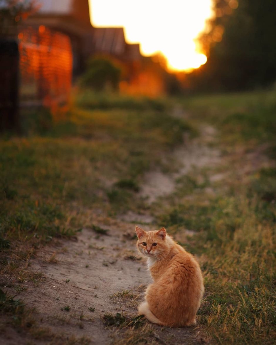 Рассвет в селе и кот