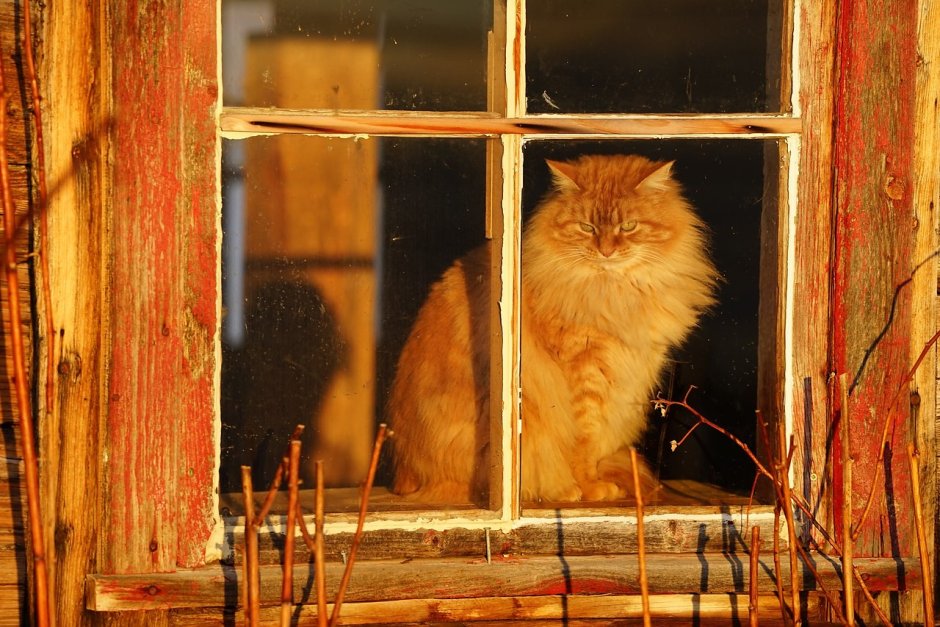 Кошки на окошке