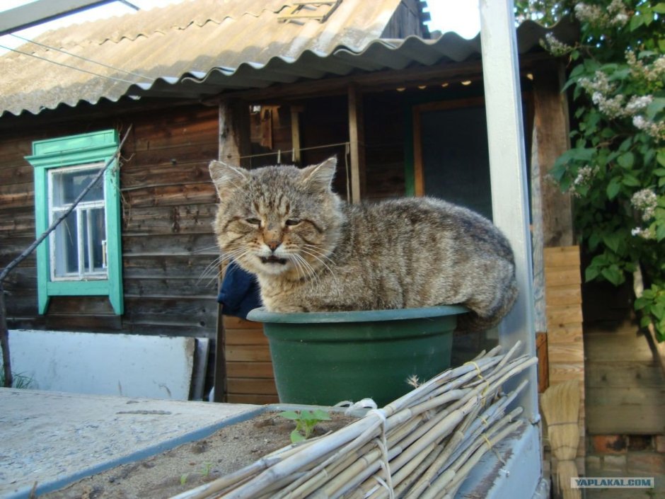 Большие Деревенские коты