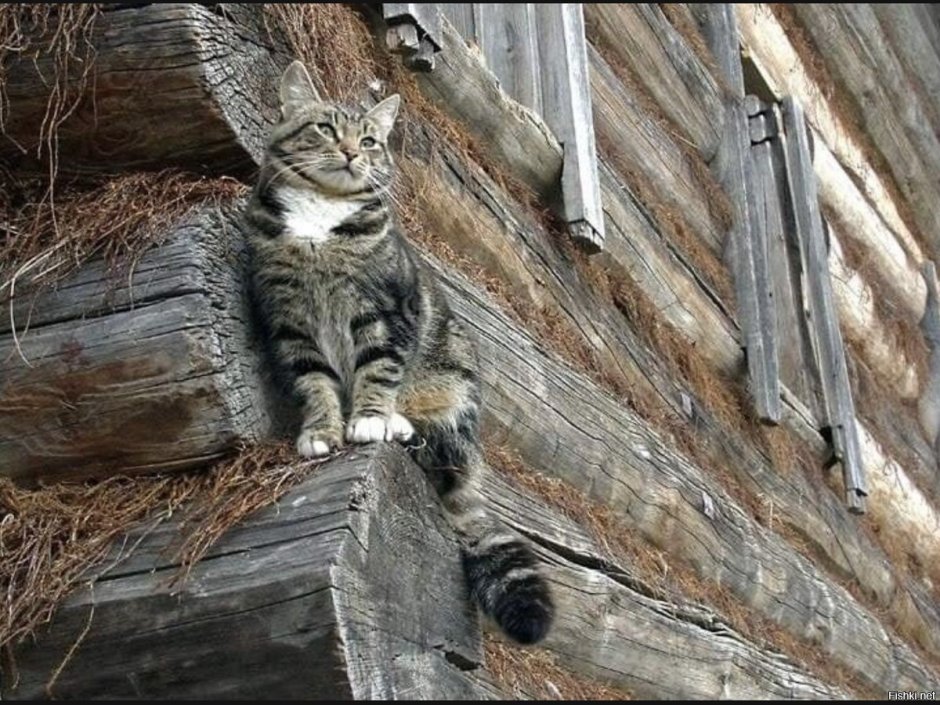 Кот на заборе в деревне
