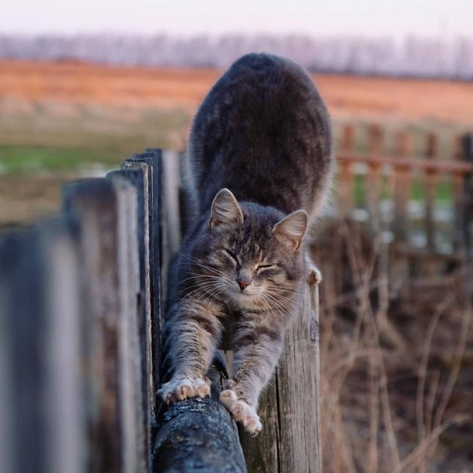 Кошка в деревне