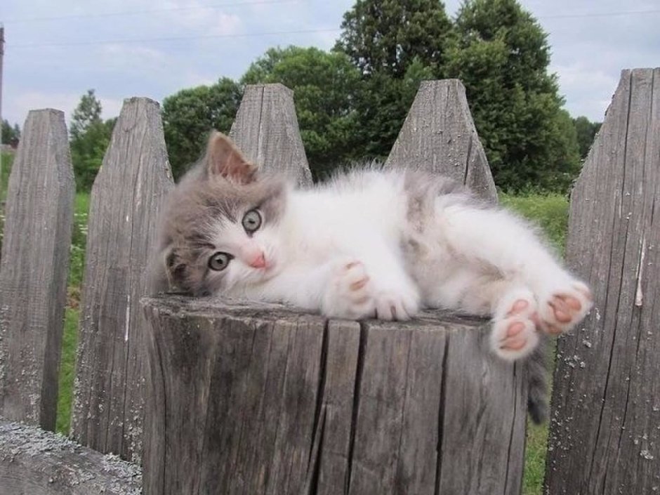 Котята Деревенские