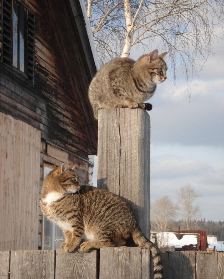 Деревенский кот