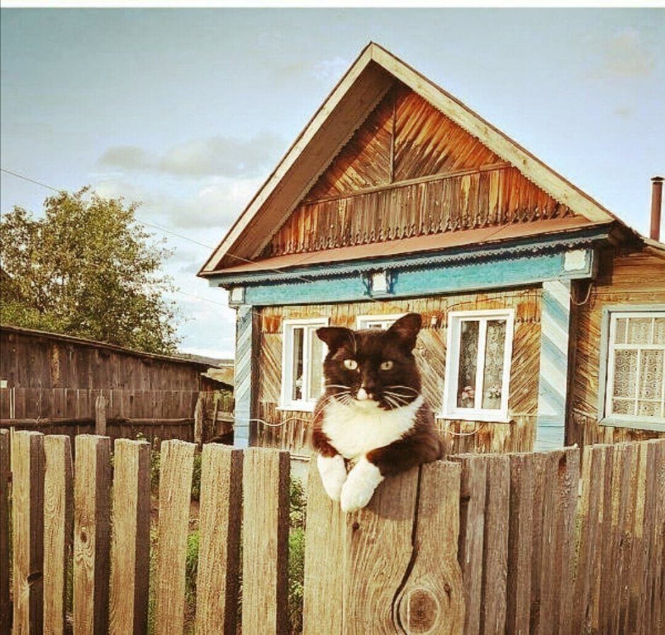 Деревенский кот