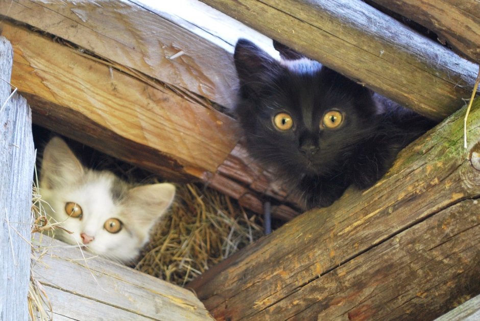 Котенок в деревне