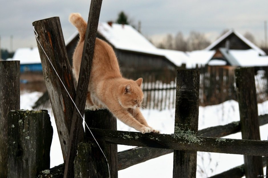 Кот зима деревня