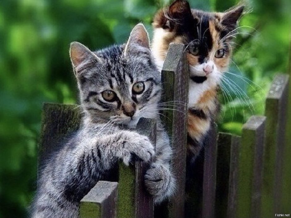 Коты на заборе