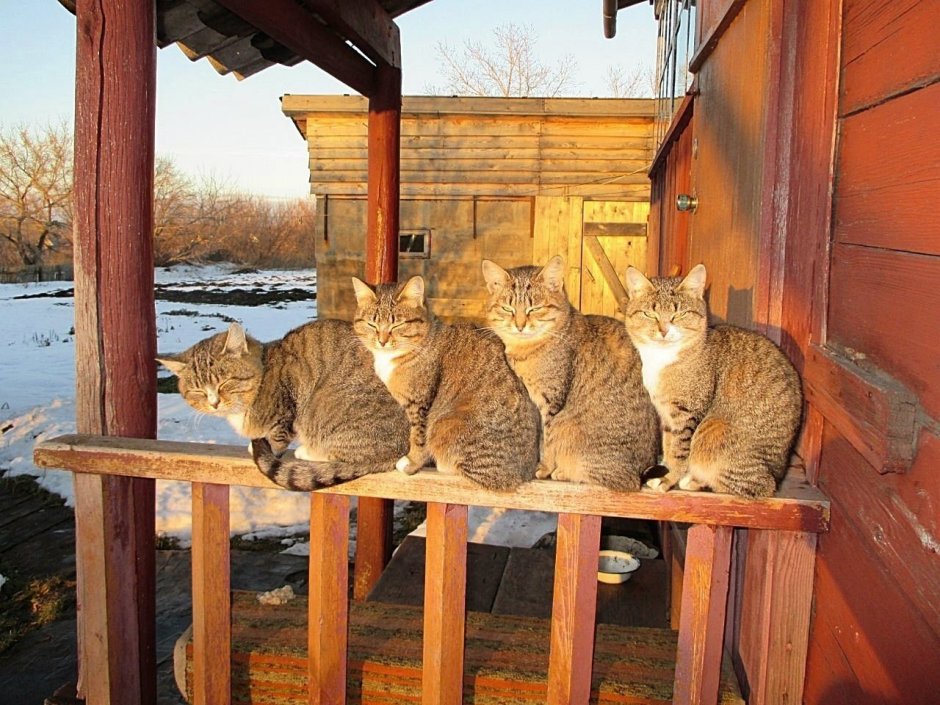Март коты