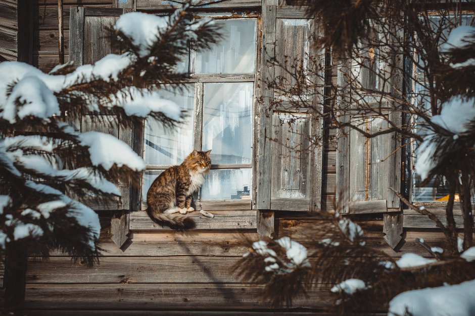 Зимние пейзажи с кошками