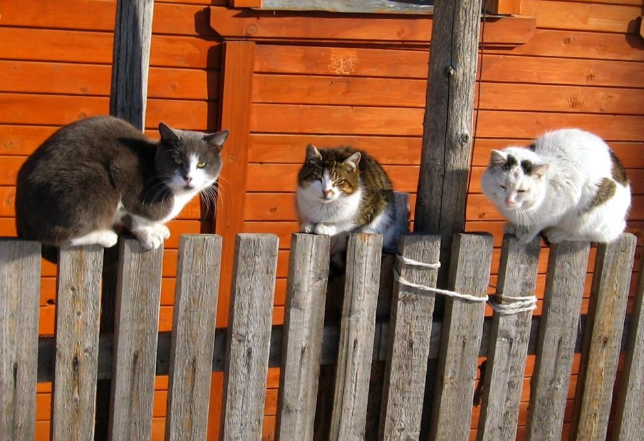 Кот на заборе