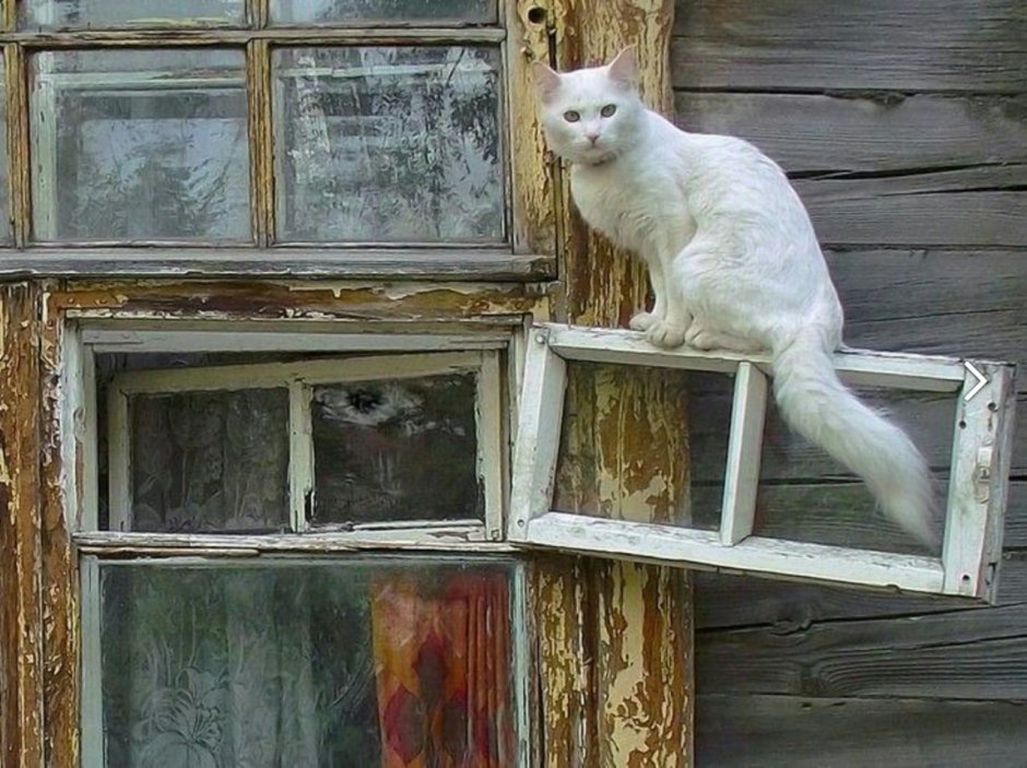 Белая кошка на окошке