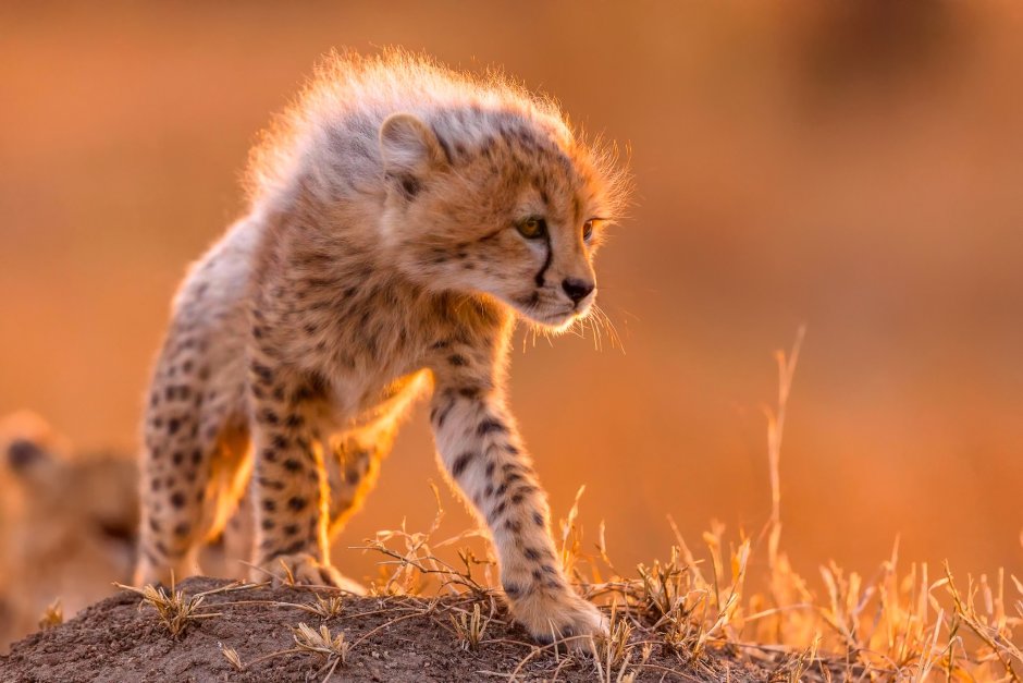 Маленький гепард