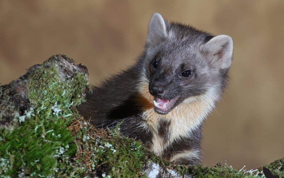 Каменная куница белодушка