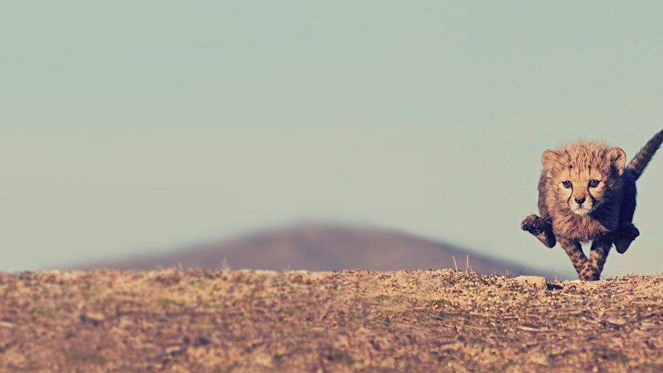 Гепард бежит