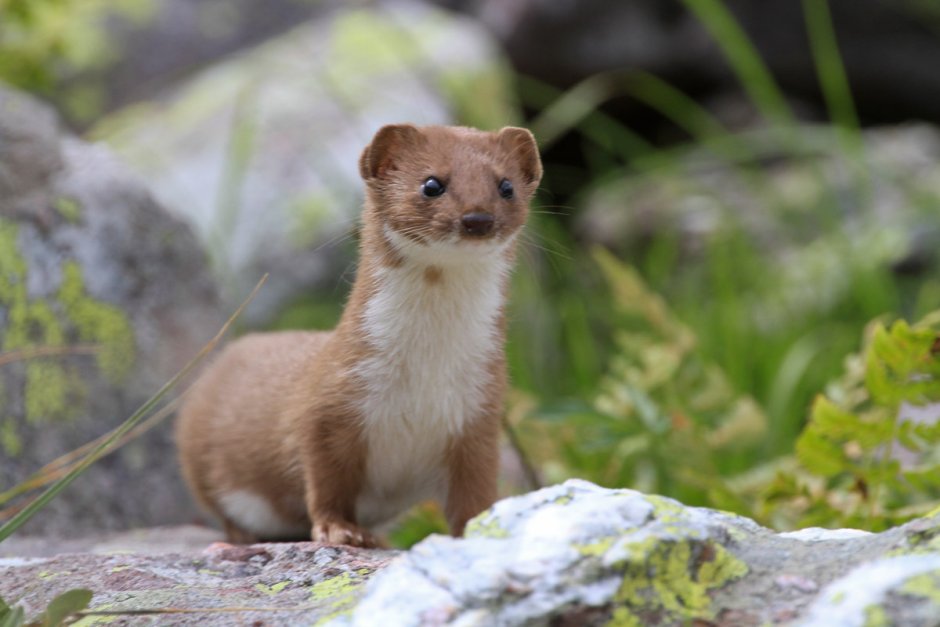 Ласка Mustela nivalis Linnaeus, 1766