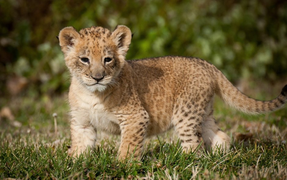 Маленький Львенок