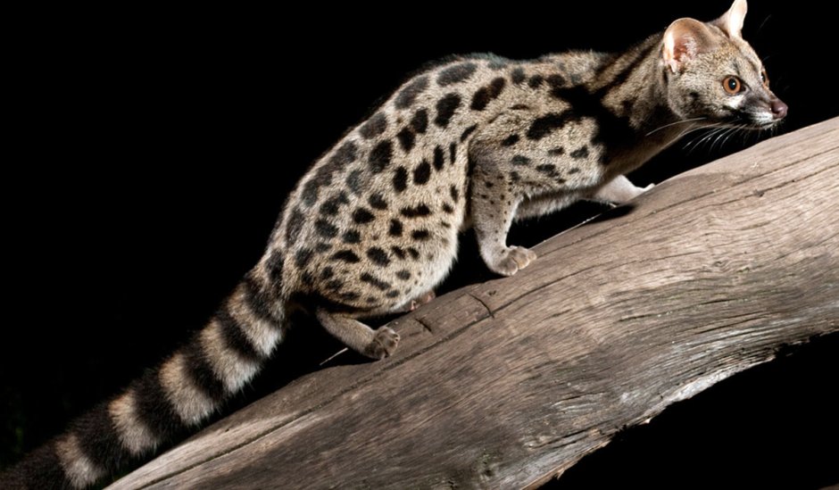 Виверровые генетта