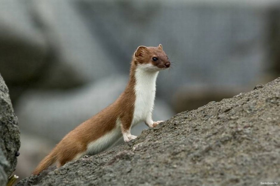 Горностай (Mustela erminea)